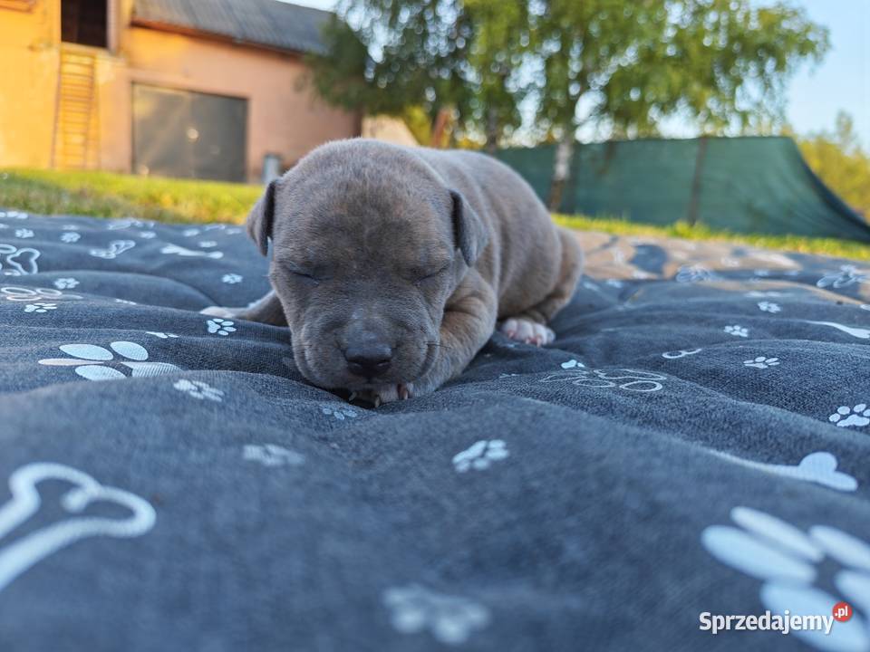 Szczeniak Amstaff Chełm