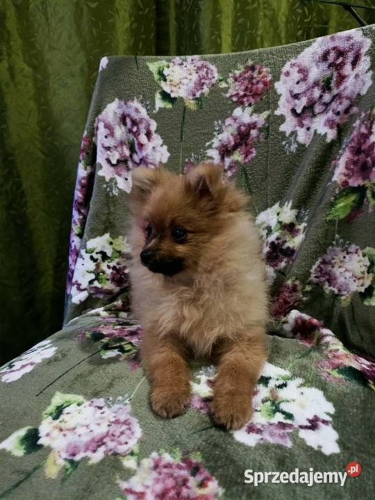 Piękny Mały Szpic Niemiecki rodzice FCI Szpic miniaturowy opolskie Krapkowice