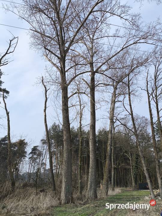 Topola tartaczna Kościan