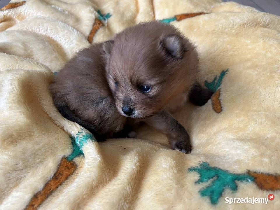 szpic miniaturowy do rezerwacji suczka Skalbmierz sprzedam