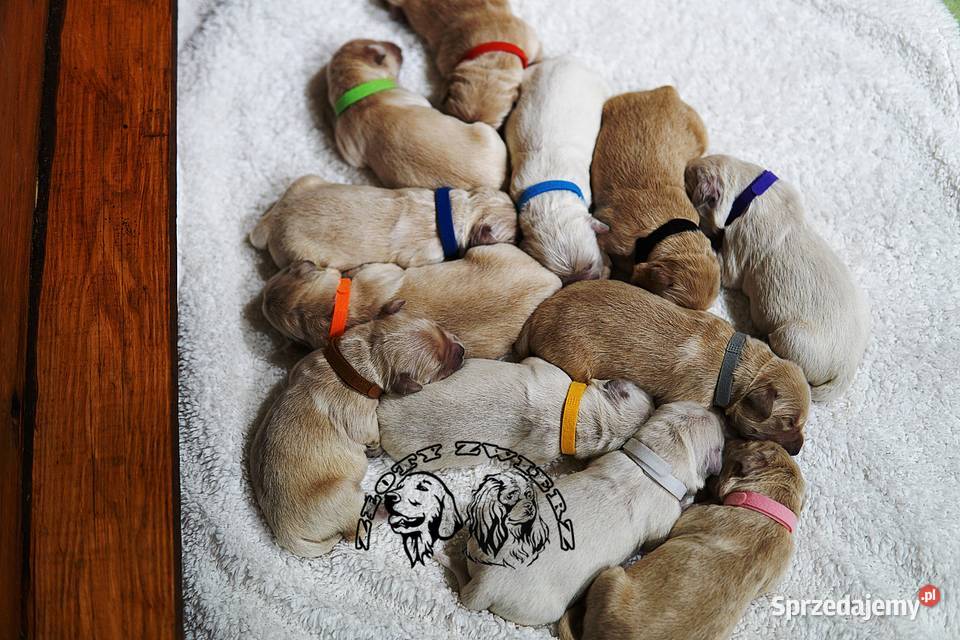 Szczeniak Golden Retriever podkarpackie Rzeszów