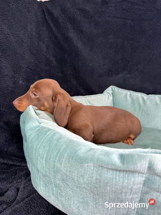 jamnik miniaturowy choco tan Szczecin sprzedam