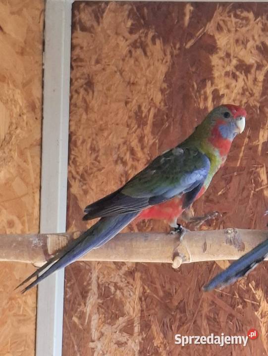 Rozella królewska Lubiechowo