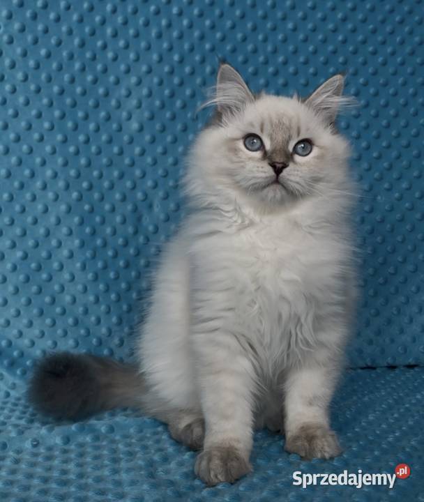 Kociak syberyjski Neva Masquerade Koty