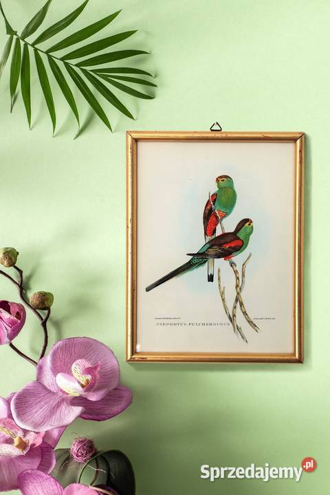 Papugi ptaki J Gould chromolitografia antyk wielokolorowy lubelskie Lublin sprzedam