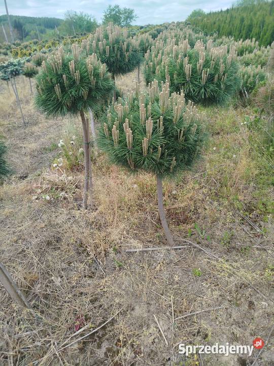 Sosna Pinus mugo LOW Glow Varella GLAUCA GLOBOSA Przedmieście Dubieckie sprzedam