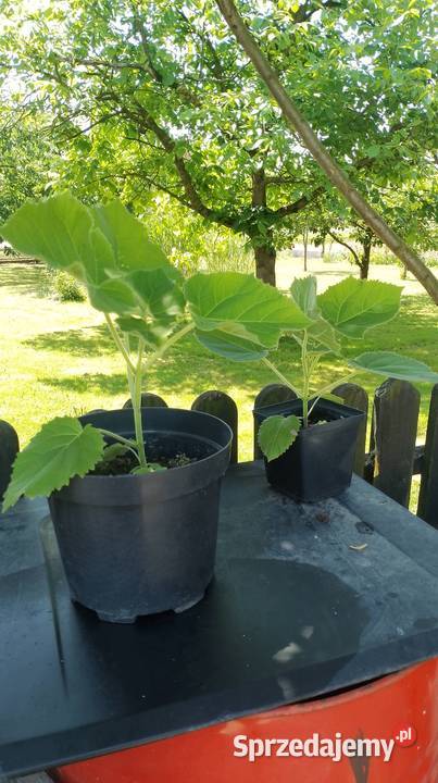 Paulownia 30 sztuka