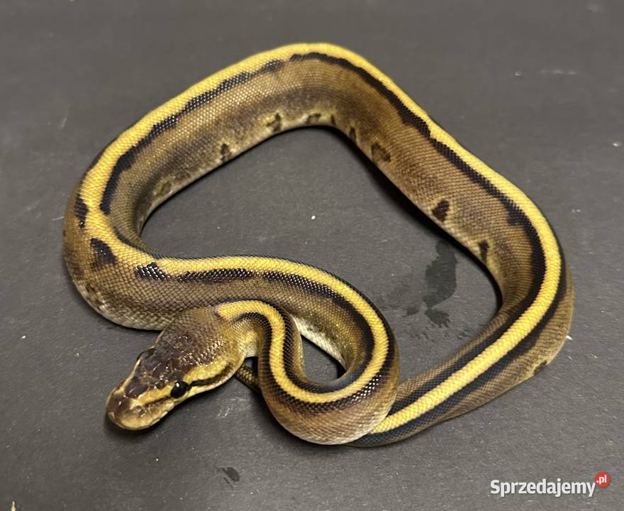 Pyton regius Genetic Stripe Bydgoszcz