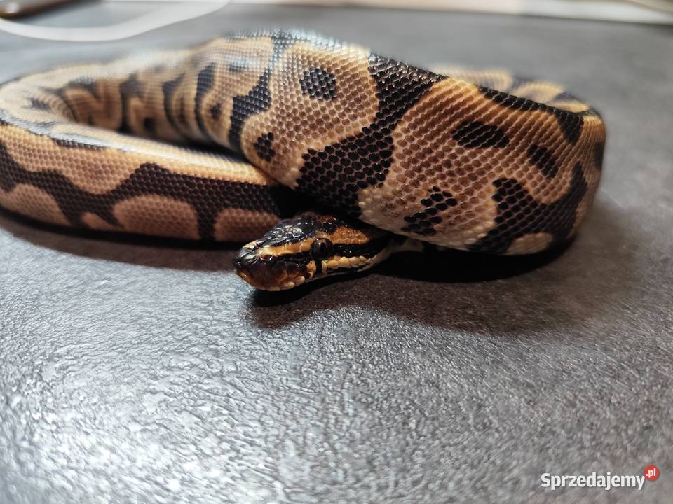 Samiczka Leopard młoda Pruszków