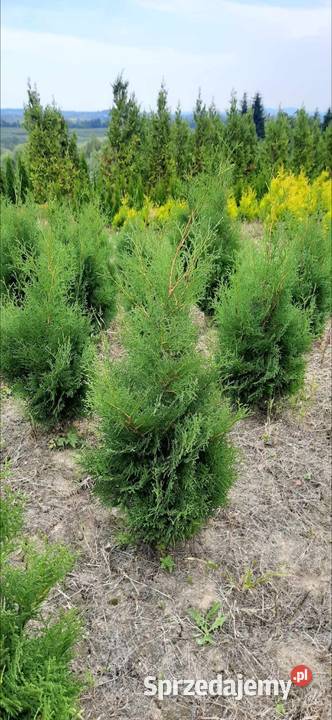 Tuja Kolumna Thuja Columnawysokości 120 kopana z Iglaste Olszana