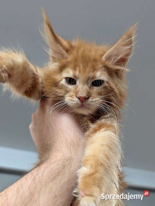 Maine Coon kocur do hodowli Championach sprzedam