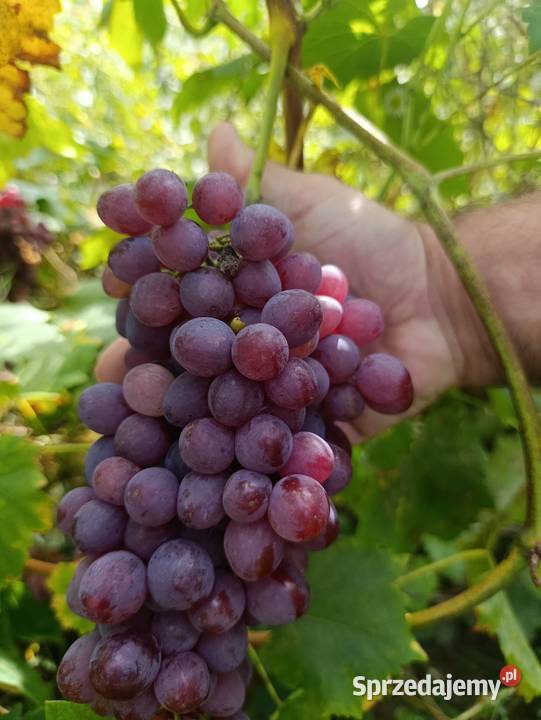 Winogrona czerwone i białe Pozostałe małopolskie Michałowice