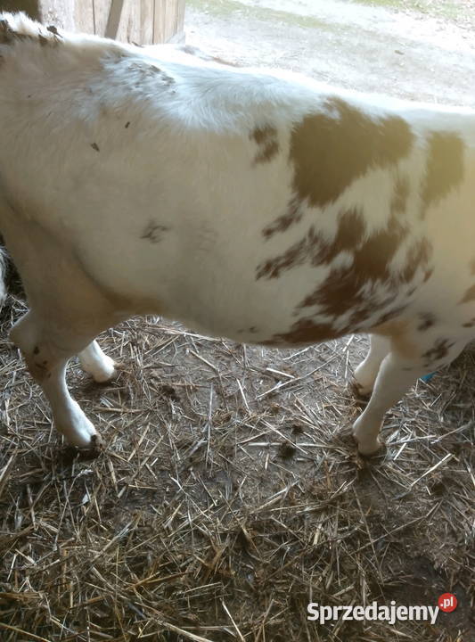 Jałoweczka do dalszego chowu Mzurowa