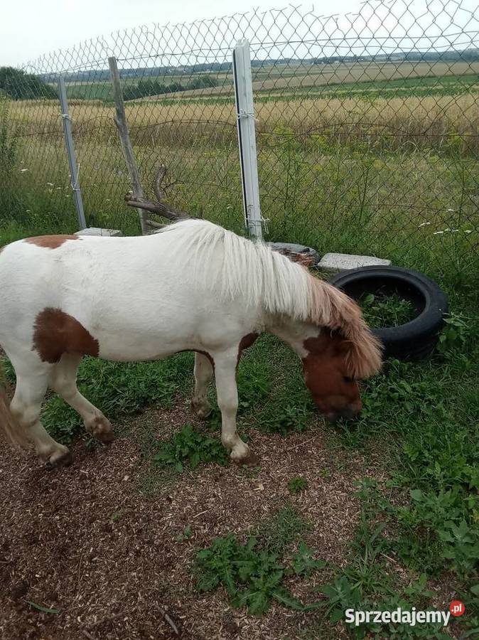 Kucyk świętokrzyskie Bieglów