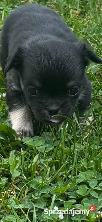 Chihuahua Chihuahua śląskie Sosnowiec sprzedam