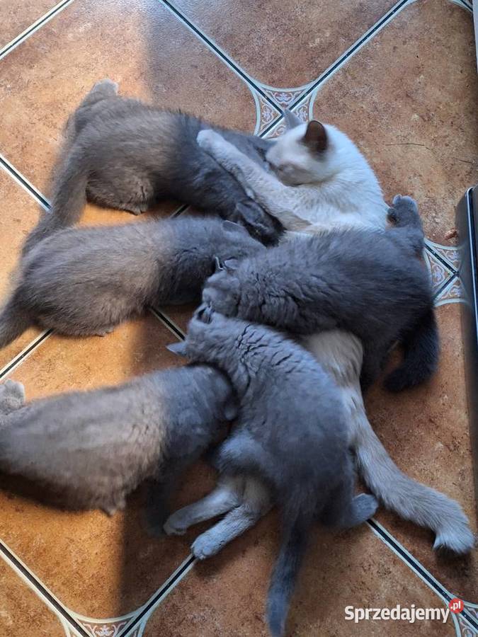 Kocięta brytyjskie Lipno