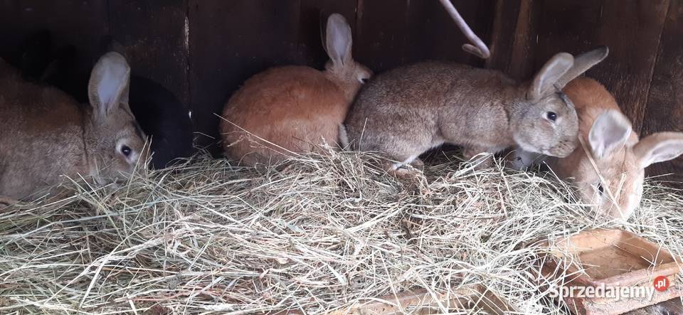 Króliki mieszańce Staszów