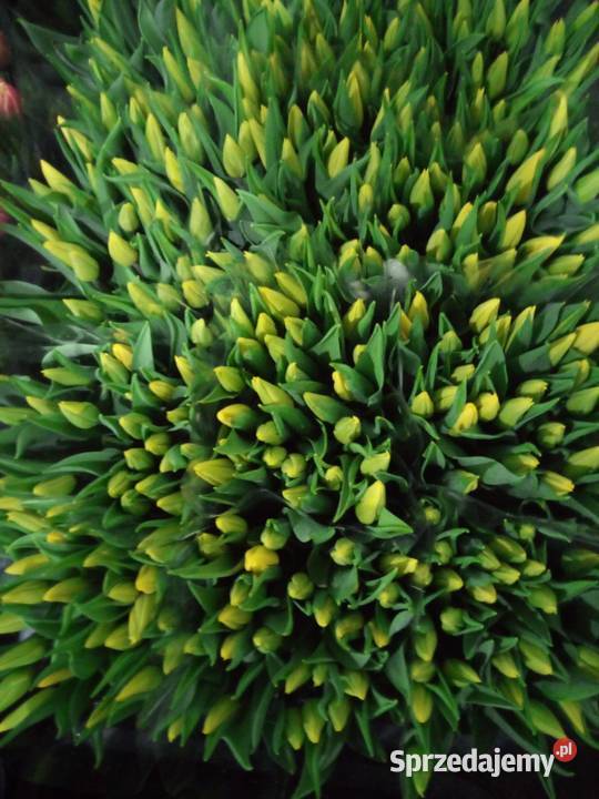 Tulipan cięty na 8 marca