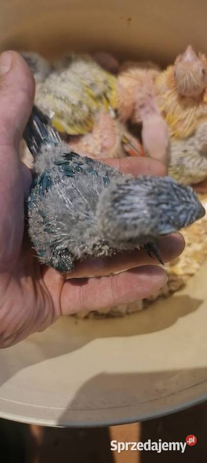 Papugi rudosterki ręcznie karmione Tychy sprzedam