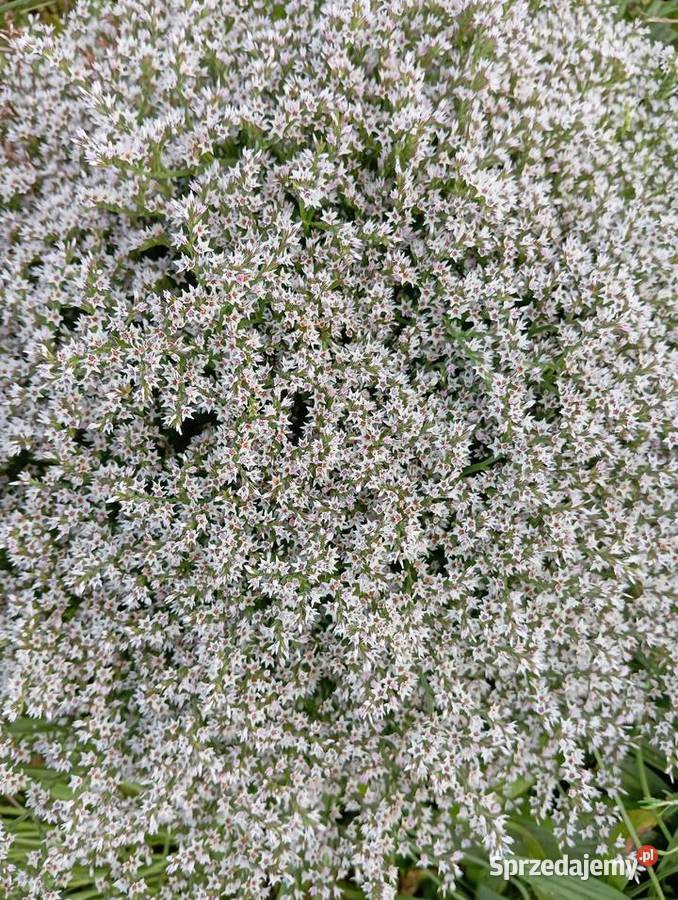 zatrwian statica kaszka 2025 Krasnystaw