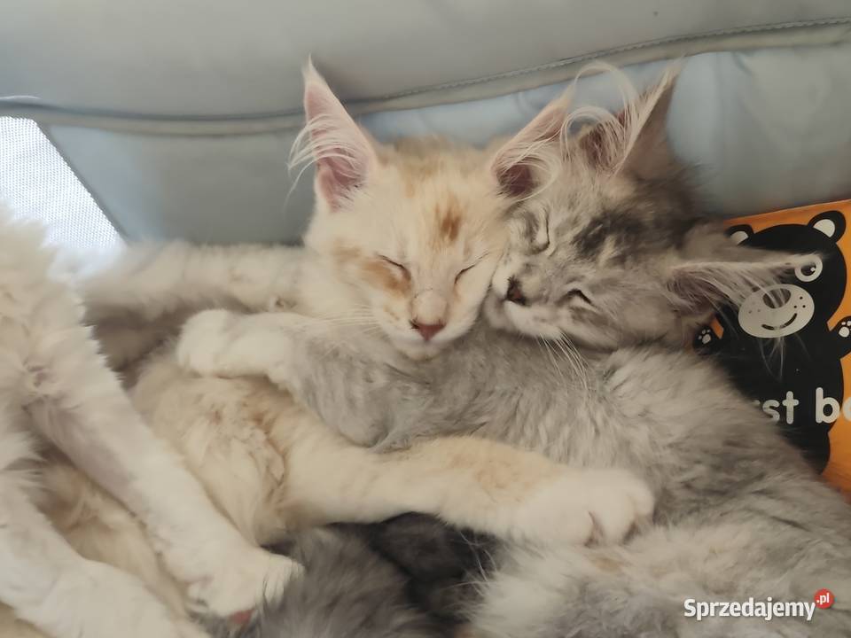 Srebrzysta kotka maine coon Warszawa