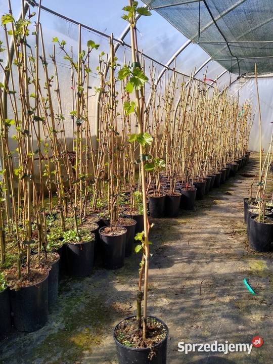 Winogrona sadzonki jasny duży winogron Alieksa Łazy Brzyńskie