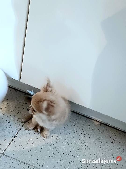Chihuahua Beżowa Mini Mini Krótkowłosa Sunia Zgierz