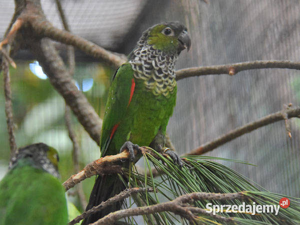 Rudosterki Czarnoglowe Rupicola Ptaki Myszków sprzedam