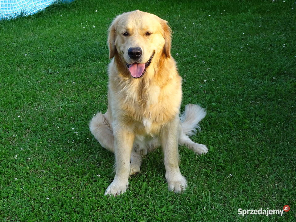 Golden retriever 15 miesięczny