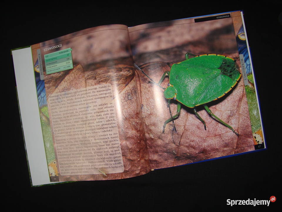 Album Bezkręgowce Stawonogi Owady z fotoopisem Popularnonaukowe Tychy
