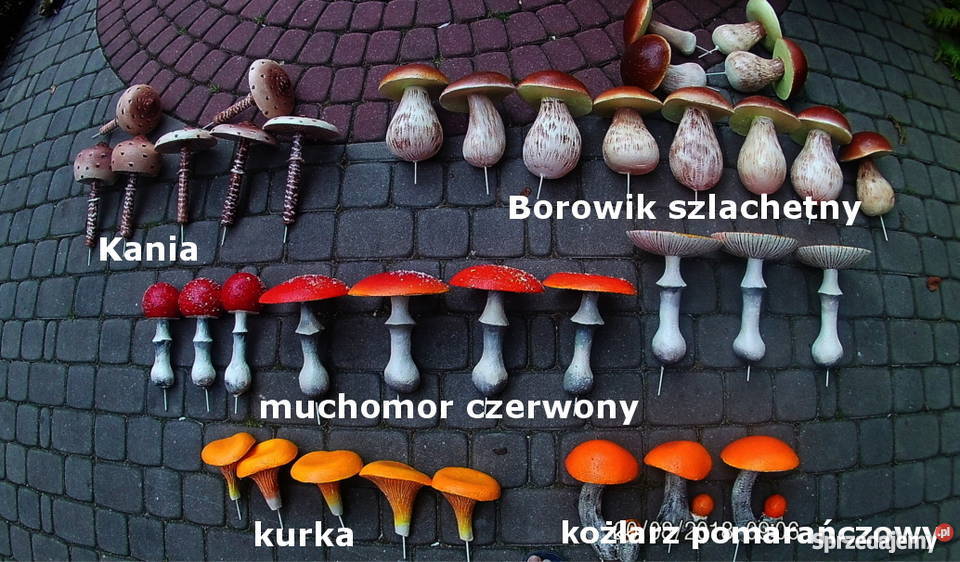 Grzyby styropianowe Górki Wielkie