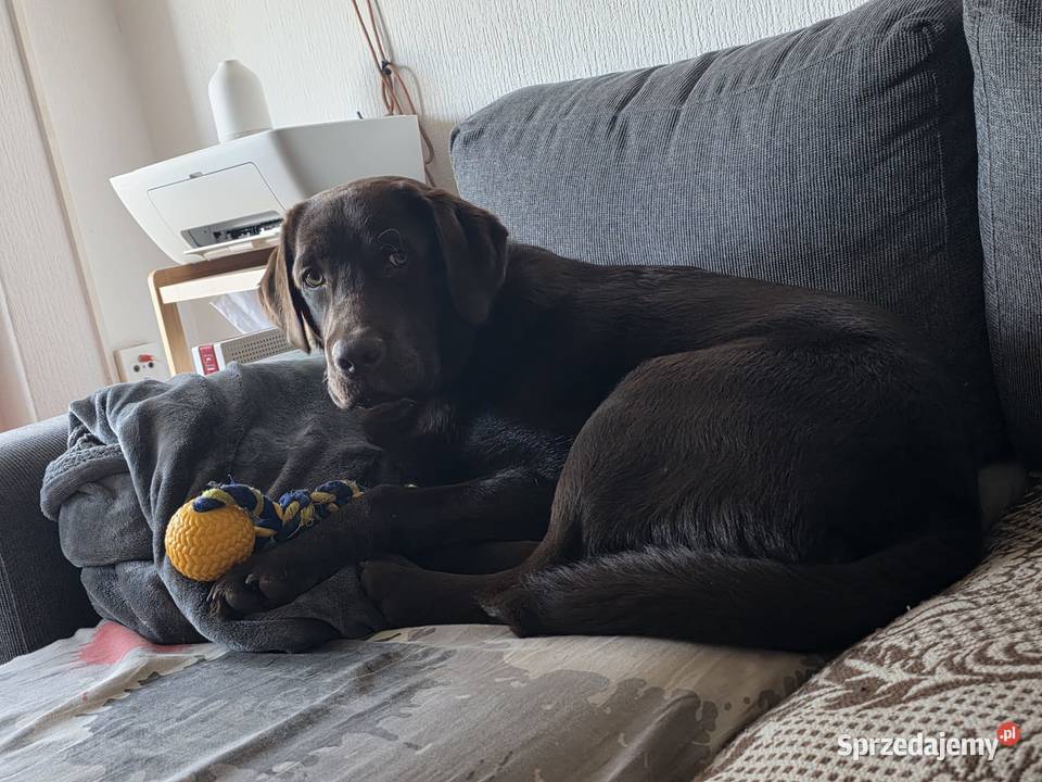 8 miesiecznyLabrador Retriever Szczecin sprzedam