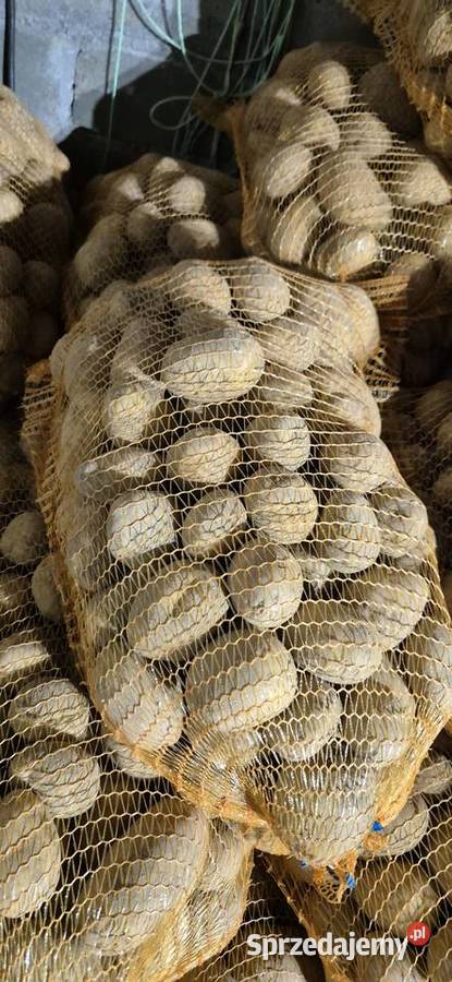 Ziemniaki soraya Miechów