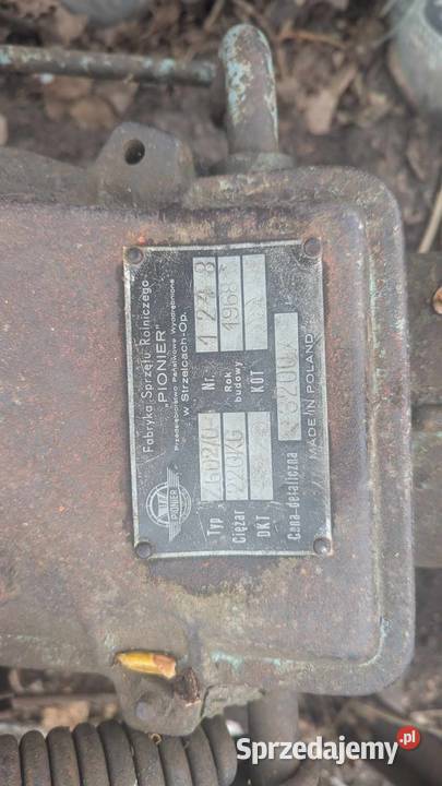 kopaczka gwieździsta sprzedam