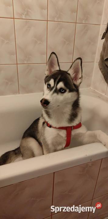 Husky syberyjski suczka Leżajsk