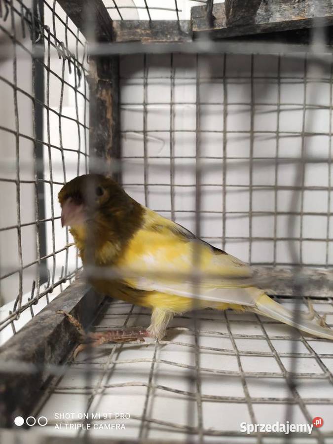 Kanarki własna hodowla małopolskie Skawina