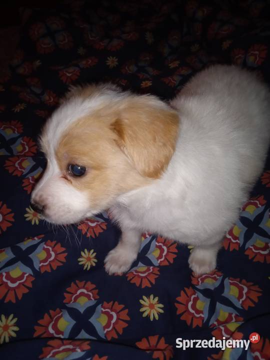 Szczeniak Jack Russell Terrier Pszczyna