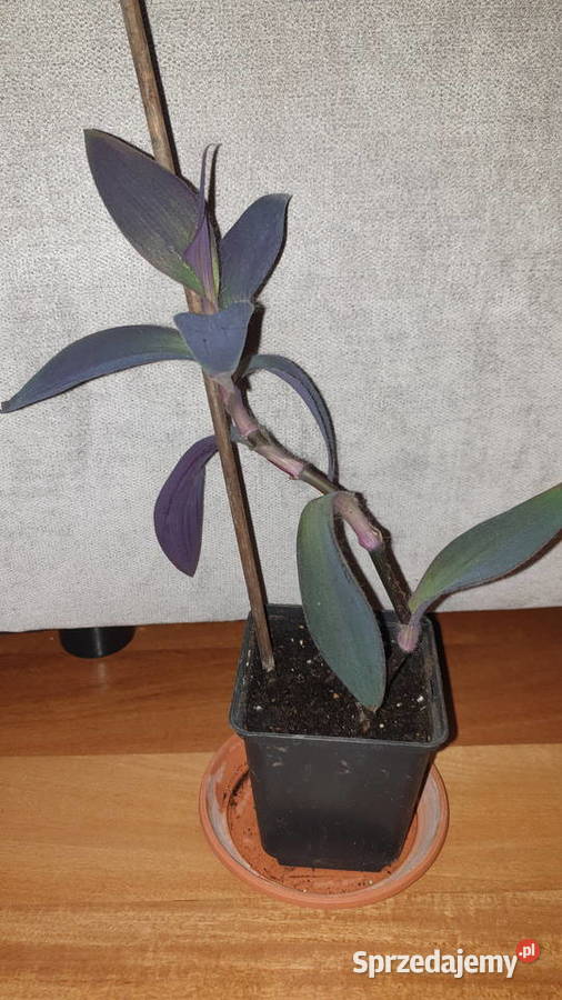 Trzykrotka setkrezja purpurowa kwiat rosnący wys Warszawa