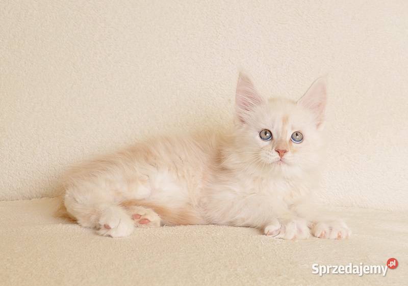 Prześliczny kocurek shaded Rodowód PZFWCF Białystok