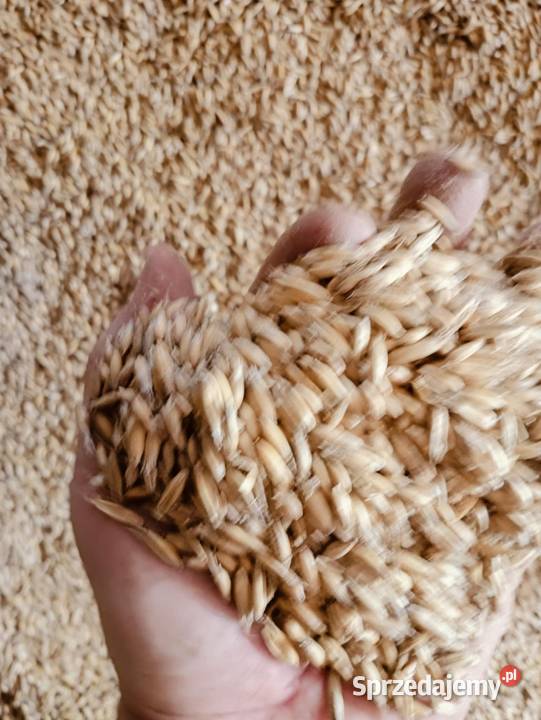 Sprzedam owies i żyto może być do palenia Suwałki
