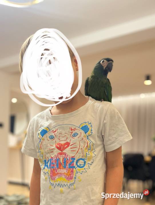 Ara Maracana ręcznie karmiona testy na wirusy Łuków