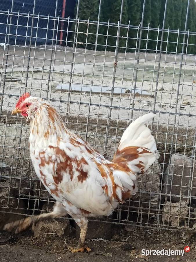 Koguty zargodowe i koguty liliputki Rolnictwo Krasnystaw