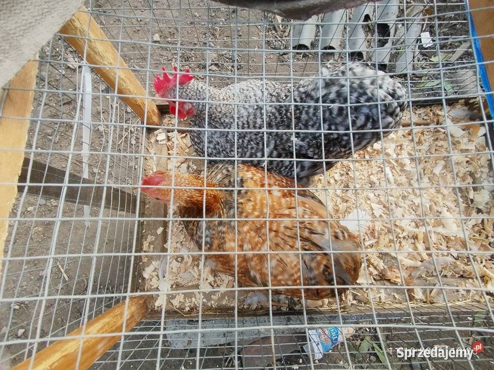 Kochiny miniaturki koguciki kujawsko-pomorskie Szubin