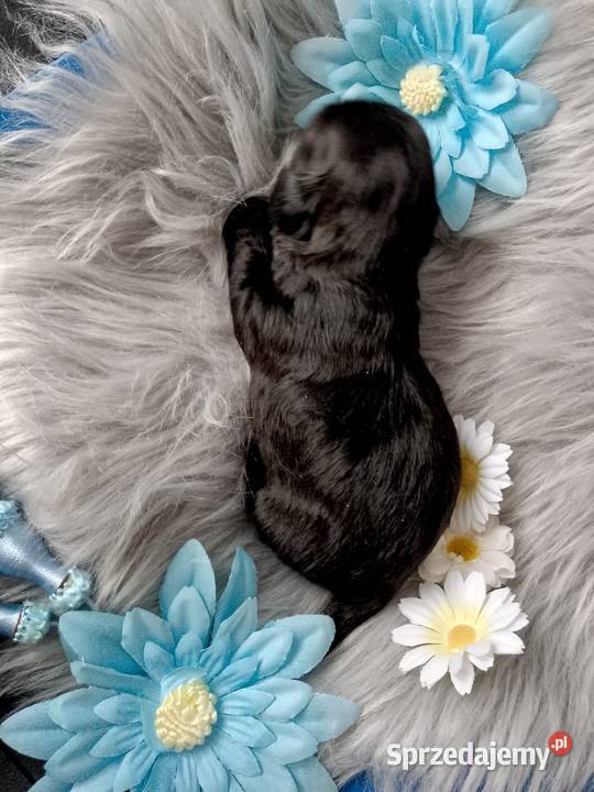 Piękny czarny piesek rasy ShihTzu Namysłów