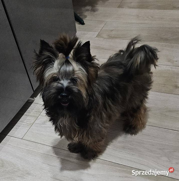 Piękny York Ocean Pearl zjawiskowy Unikatowy Wrocław