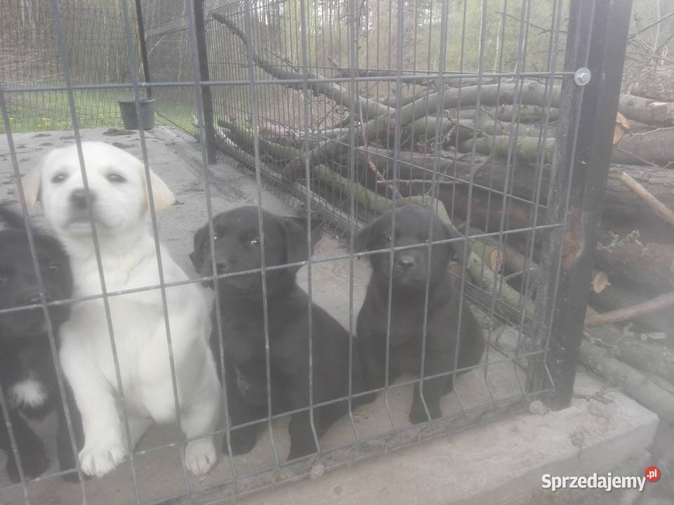 Szczeniaki LabradorHusky Zakliczyn