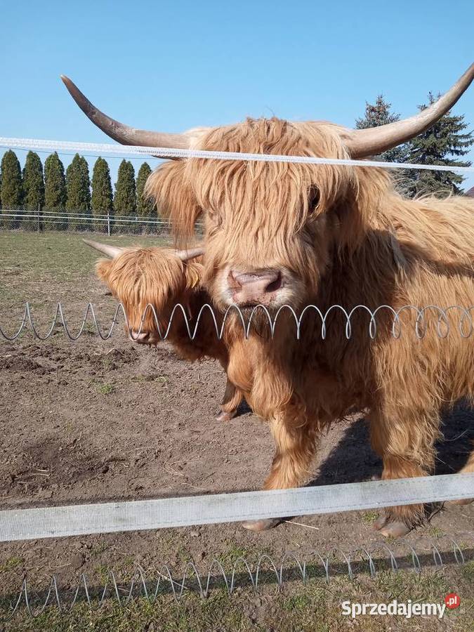 Bydło szkockie rasa Highland