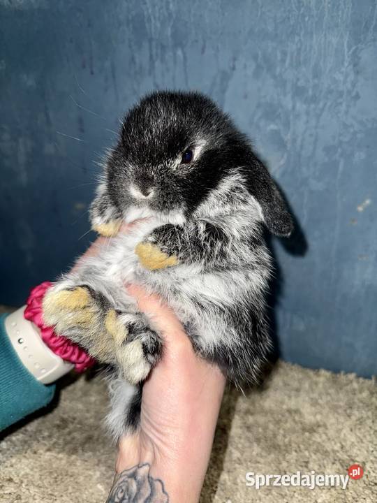 Mini Lop Królik Miniaturka Teddy Króliki podkarpackie Godowa