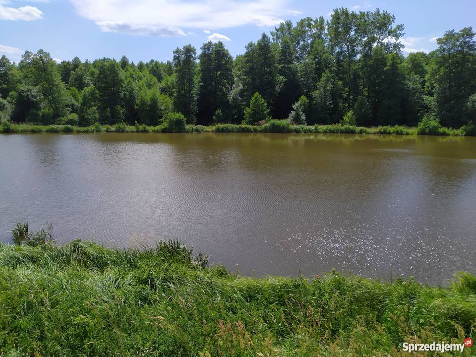 Duża działka ze stawem w okolicach Mławy mały Mława