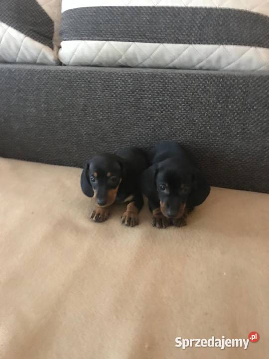 Jamnik miniaturowy piesek podlaskie Augustów sprzedam